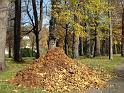 2009-11-05, leuchtender November (4)